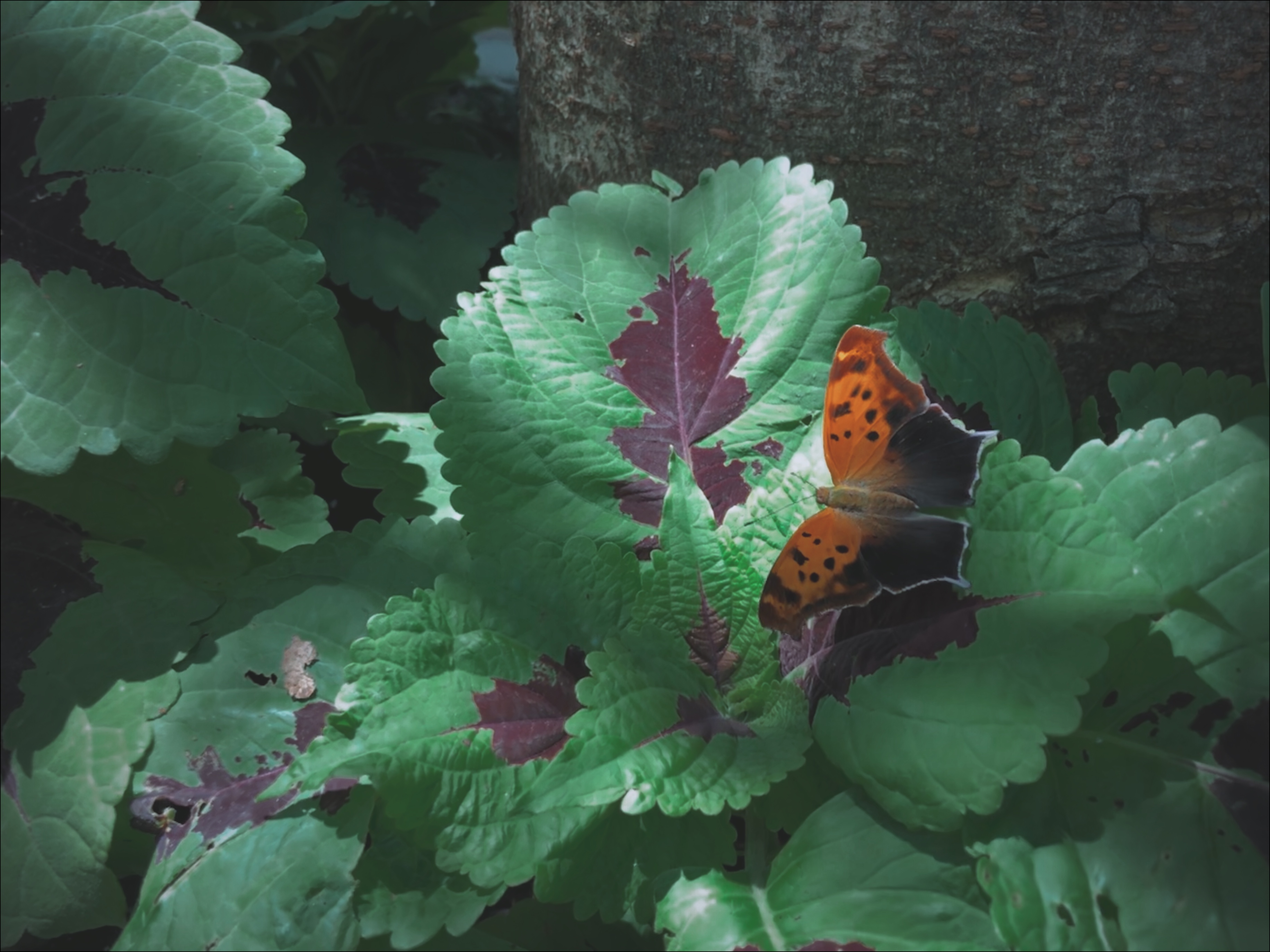 butterfly2