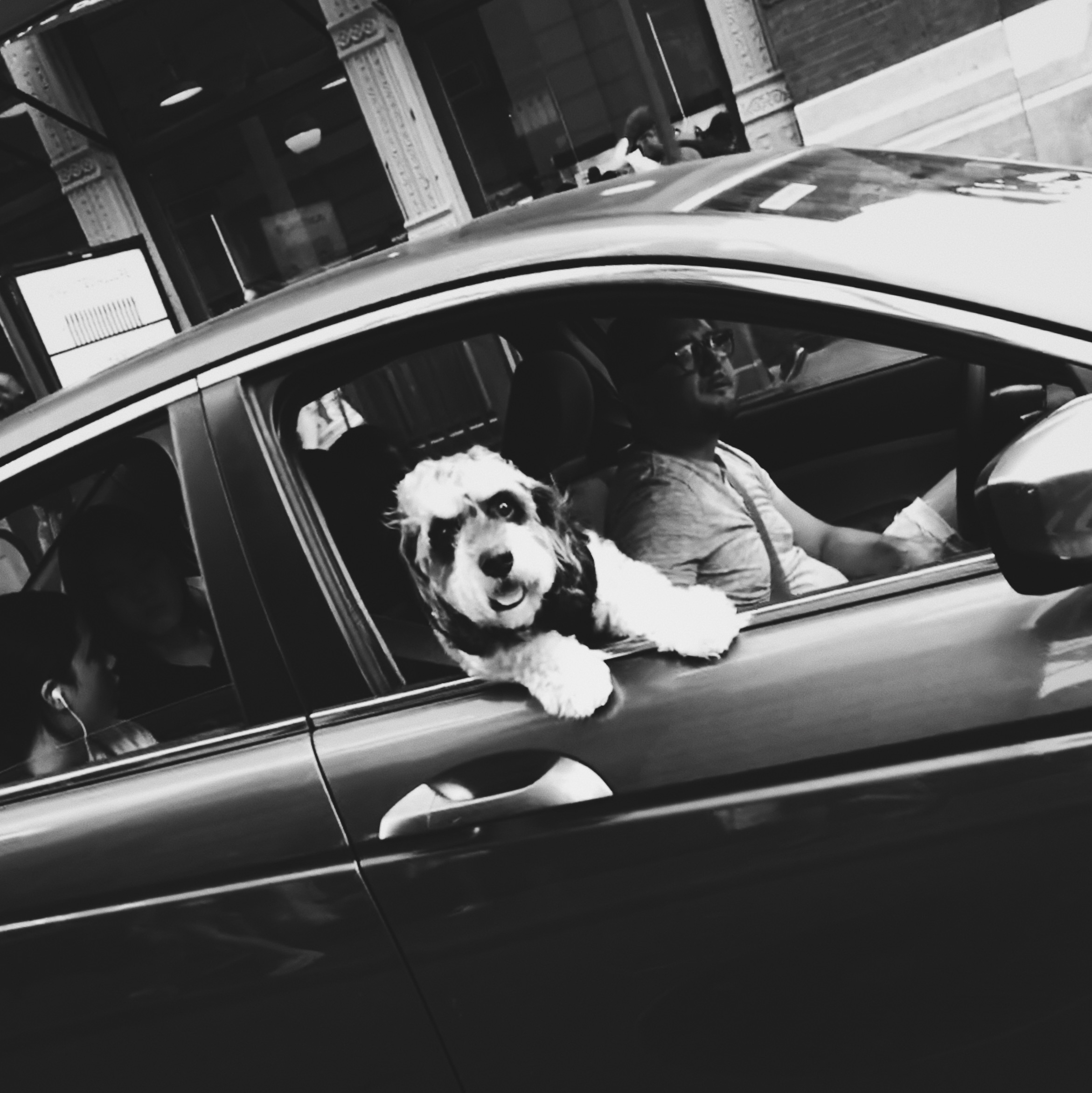 dog_in_car