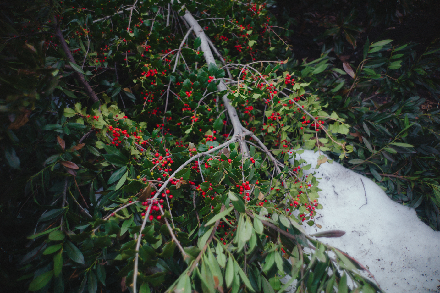 Canon28LTM-LeicaM9-9986829