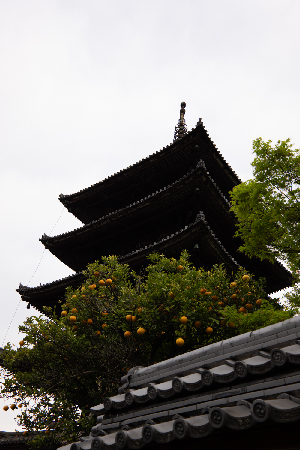 leica_cl_1856-1040615