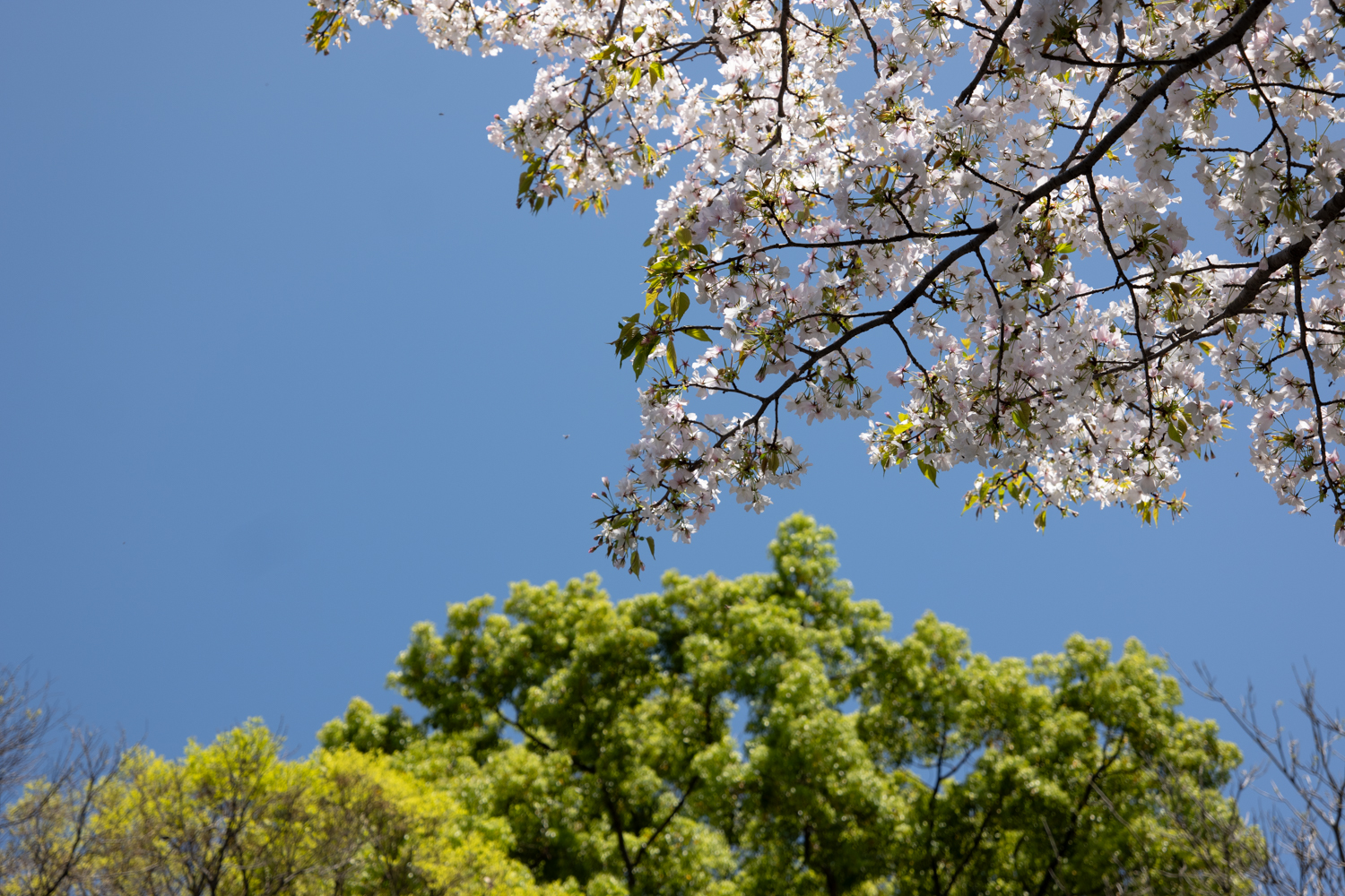 leica_cl_1856-1040805