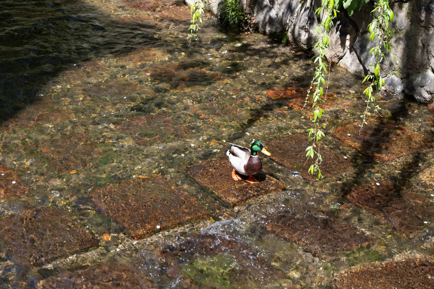 leica_cl_1856-1040822