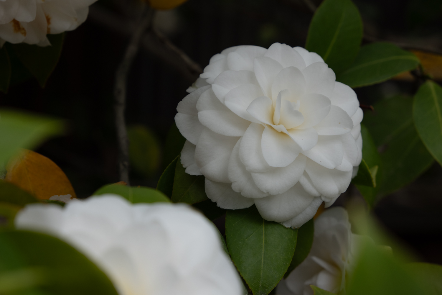 leica_cl_1856-1040986