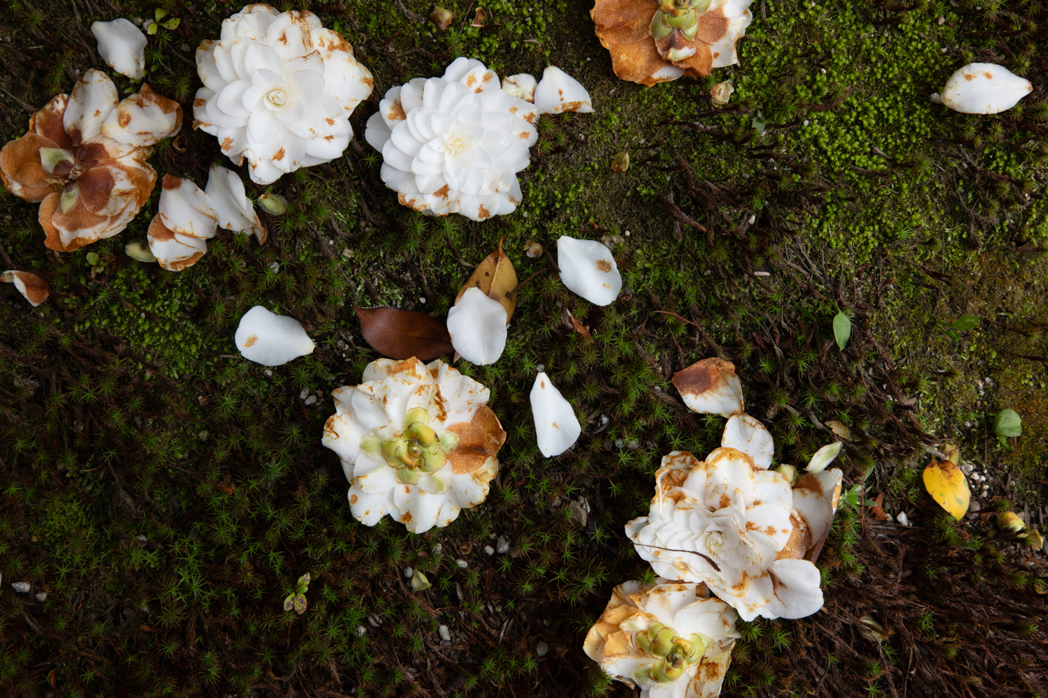 leica_cl_1856-1040988