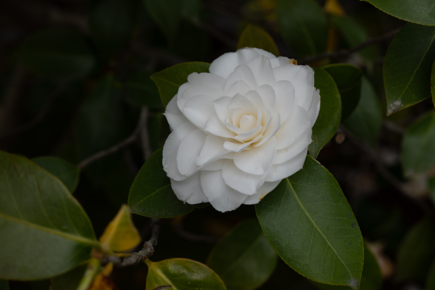 leica_cl_1856-1040997