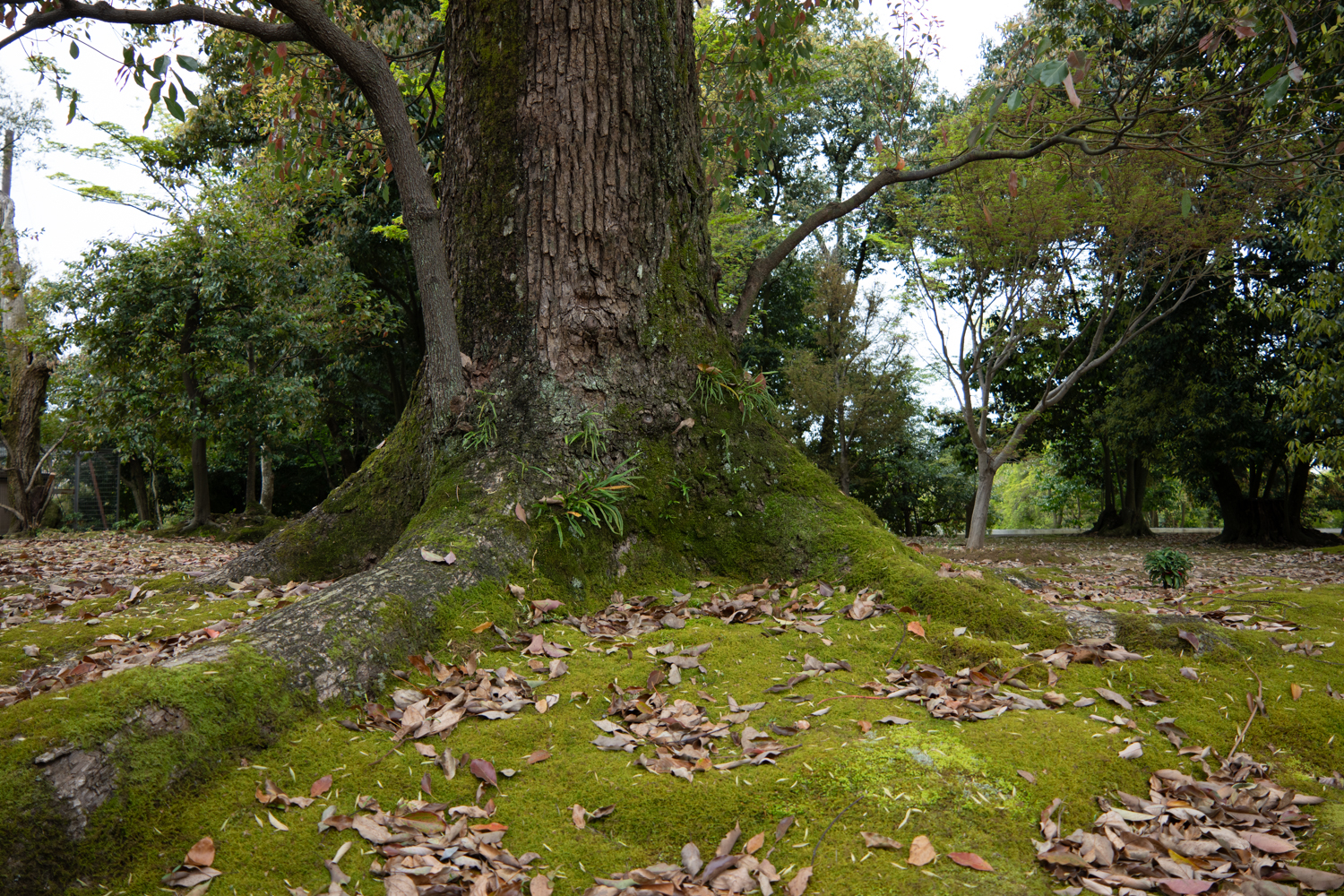 leica_cl_1856-1050003