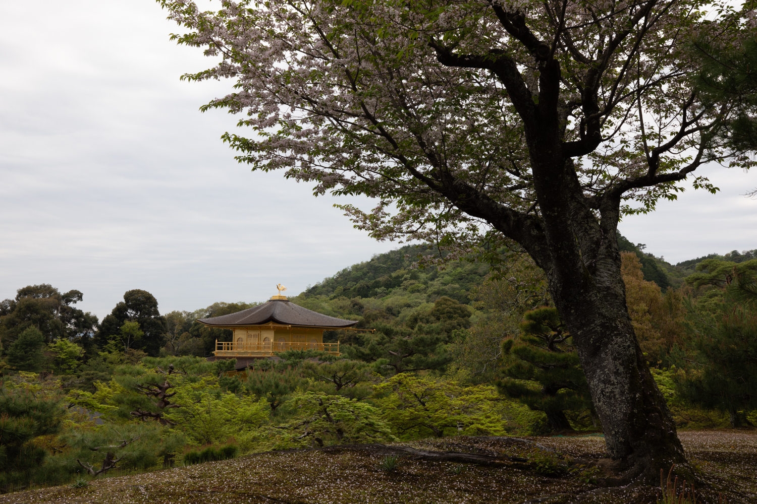 leica_cl_1856-1050041