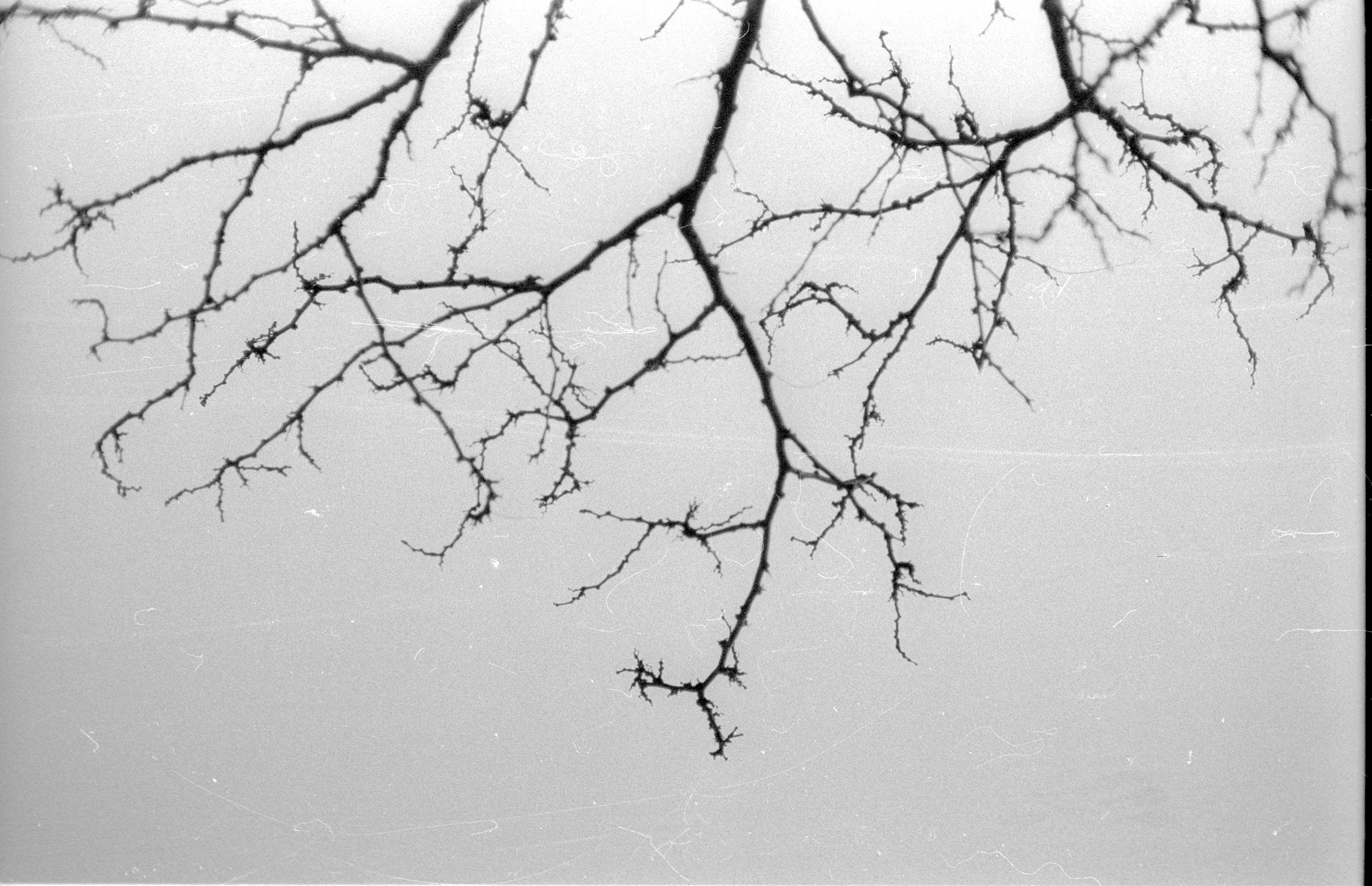 hp5_branches