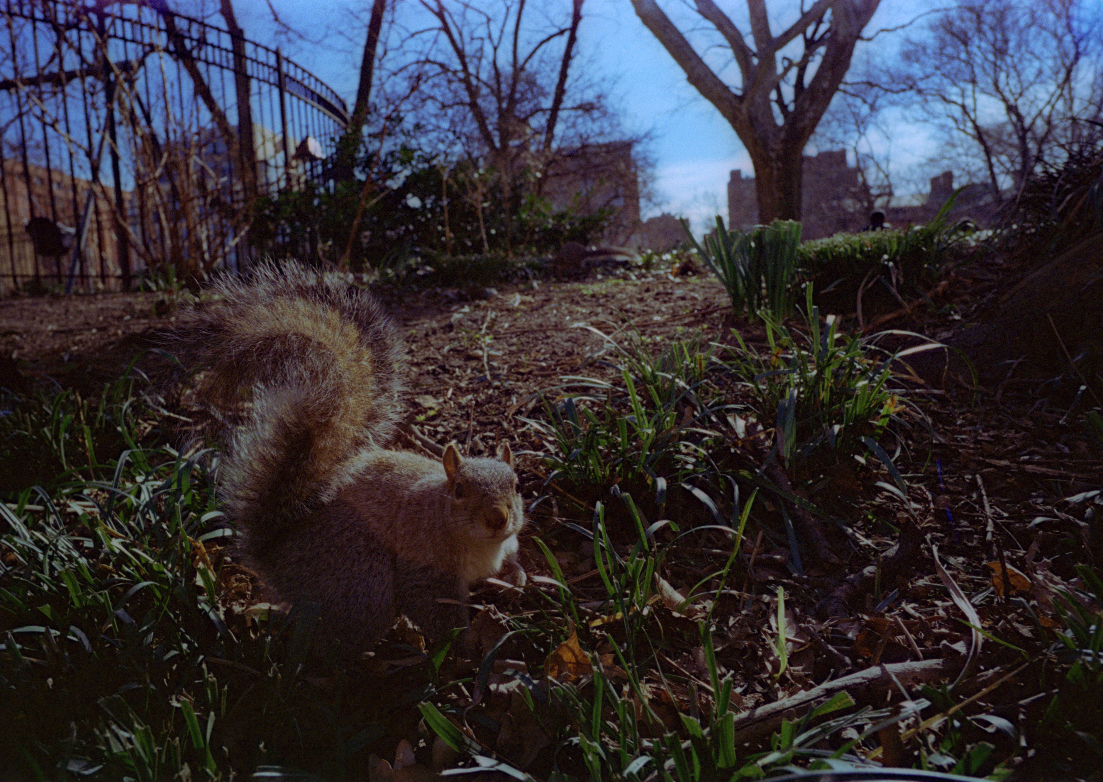 squirrel1