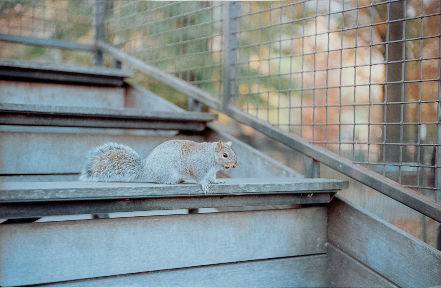 2021-central-park-squirrel-2