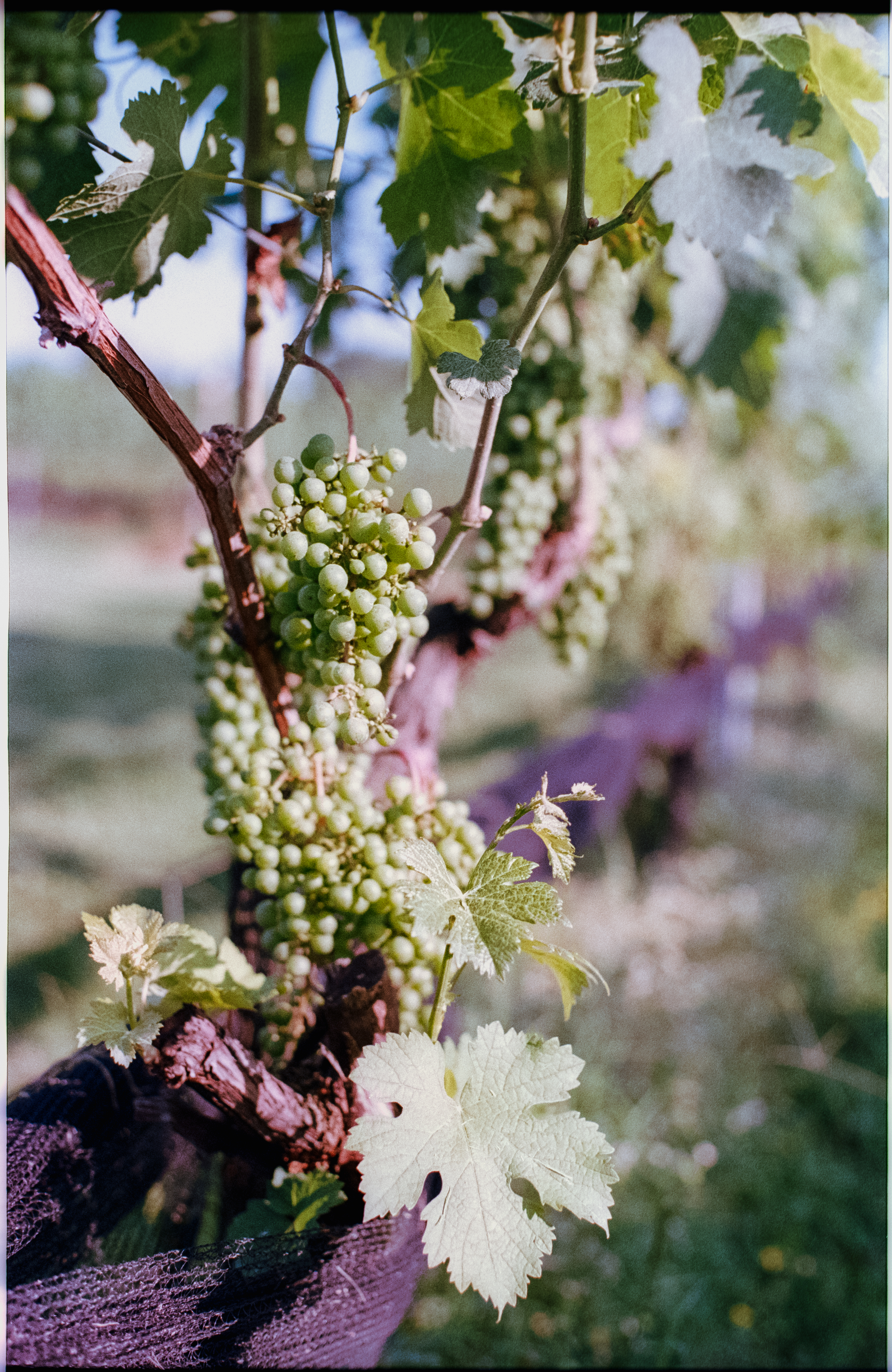 pentax_zx5n-0018-positive