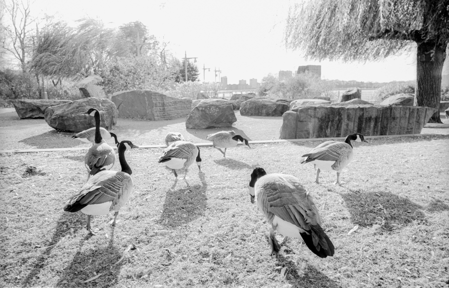 fuji_acros2_leica_m3-34-positive