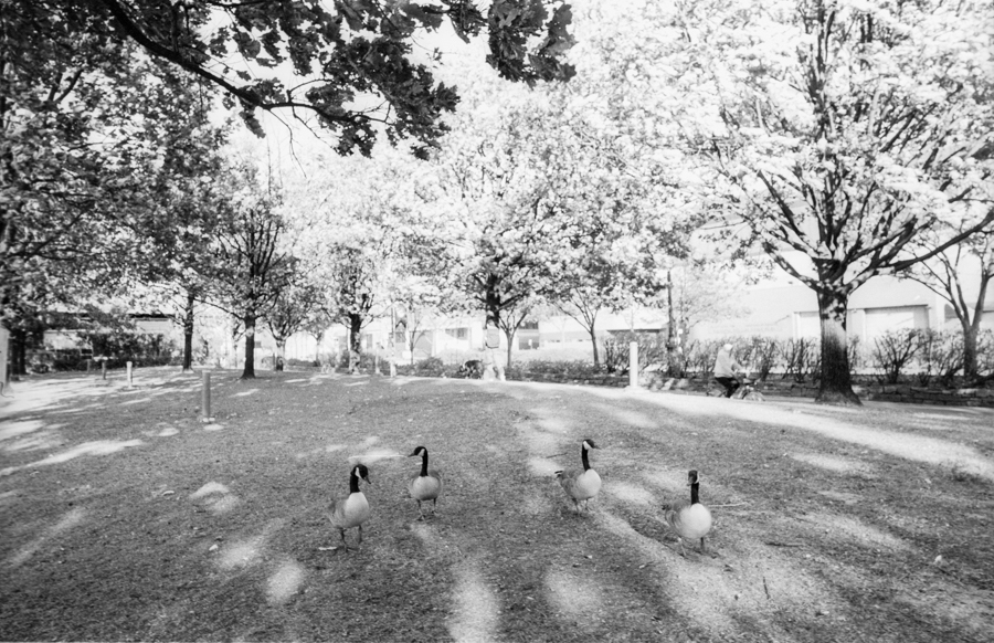 fuji_acros2_leica_m3-9-positive