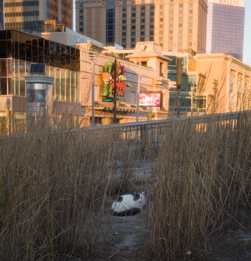 ricoh-gr3x-hdf-0002746