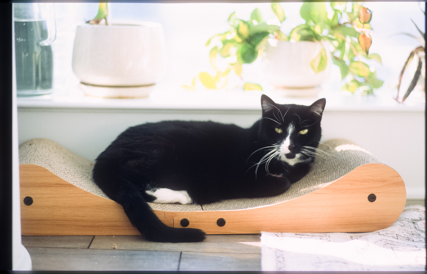 pentax-lx-fa77-fuji-rdpiii-5