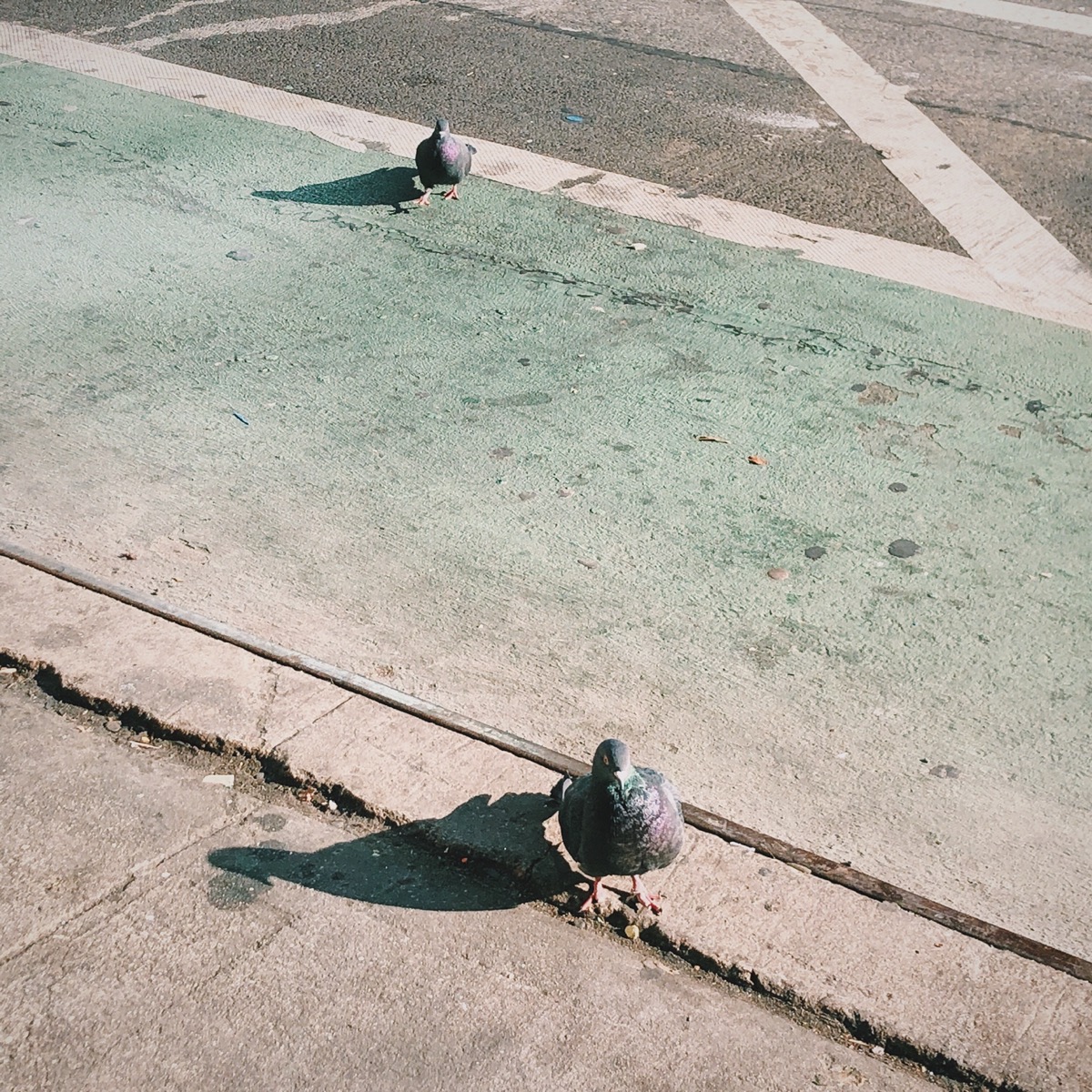 2019/11/24/thumbnail/pigeon.JPG