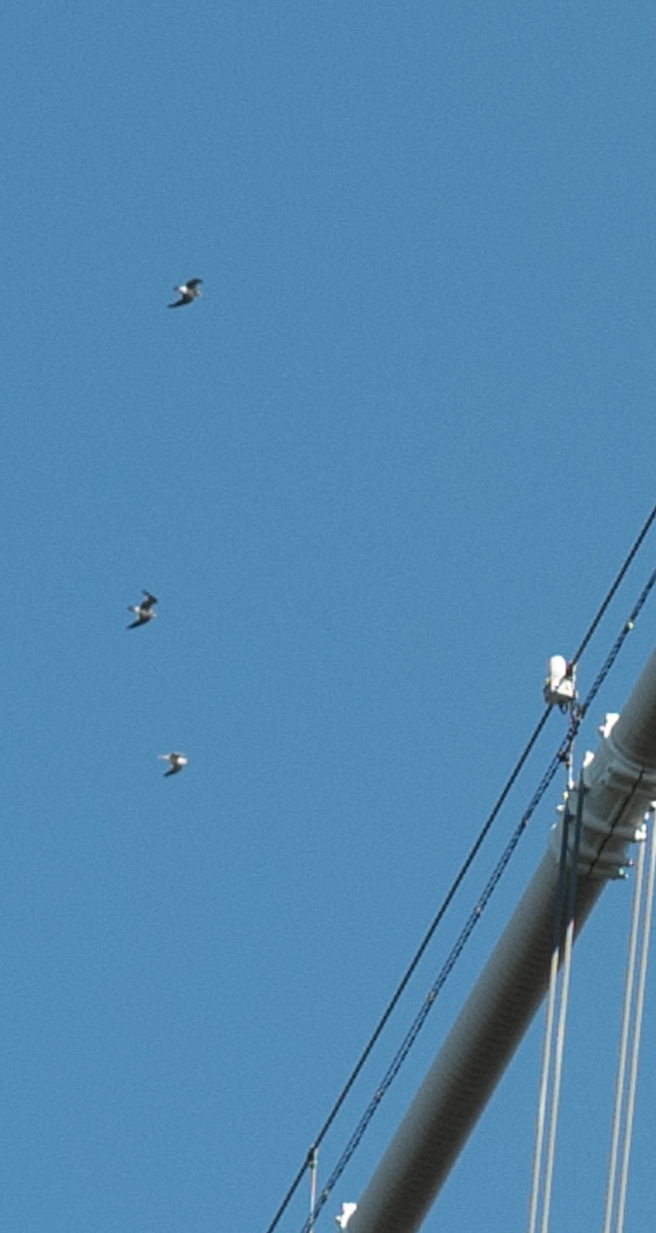 ↑中部靠左的三只海鸥，拍的时候完全没注意到