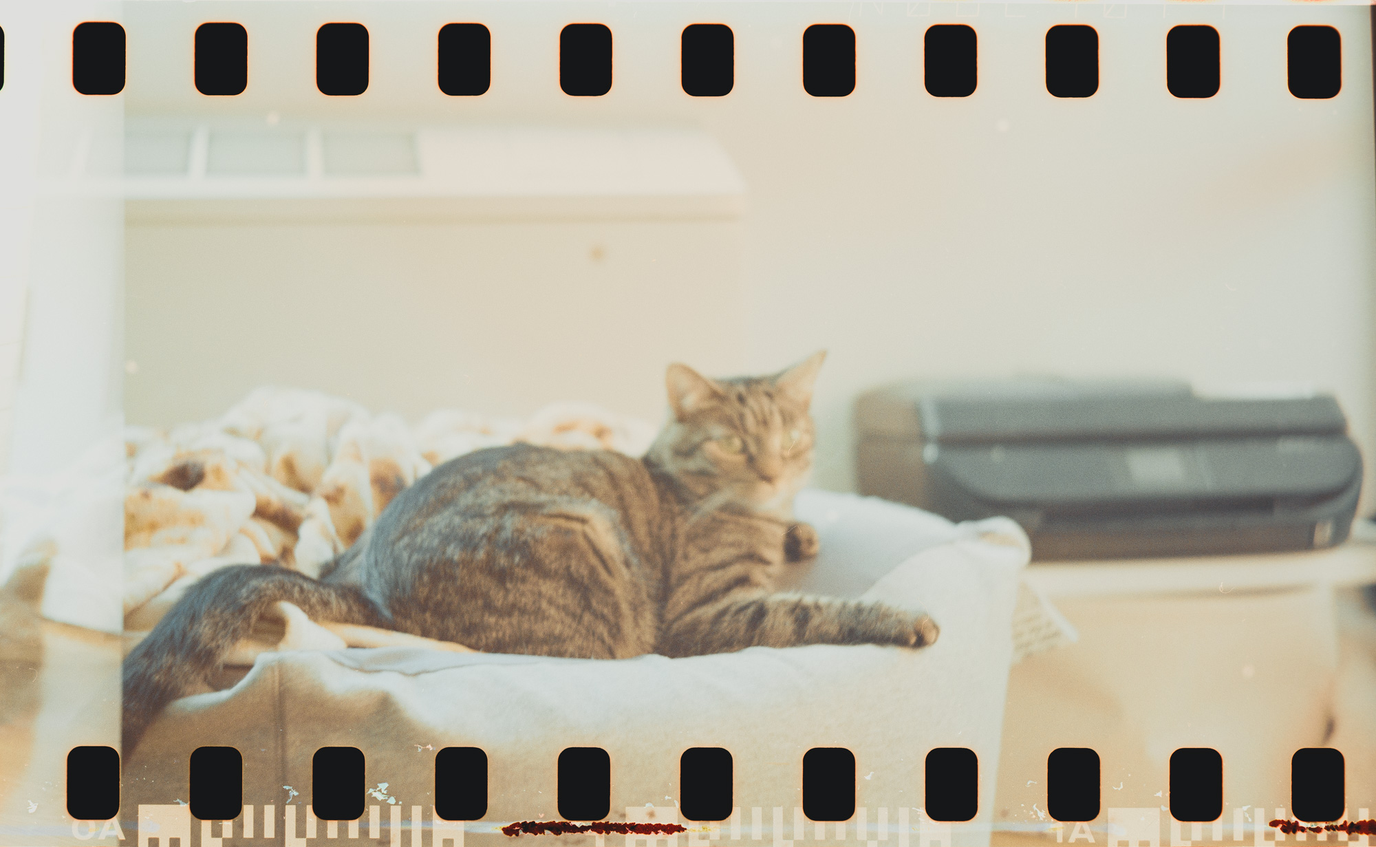 ↑彩负。黄斑近处不准，我对在猫头上，焦平面在屁股上