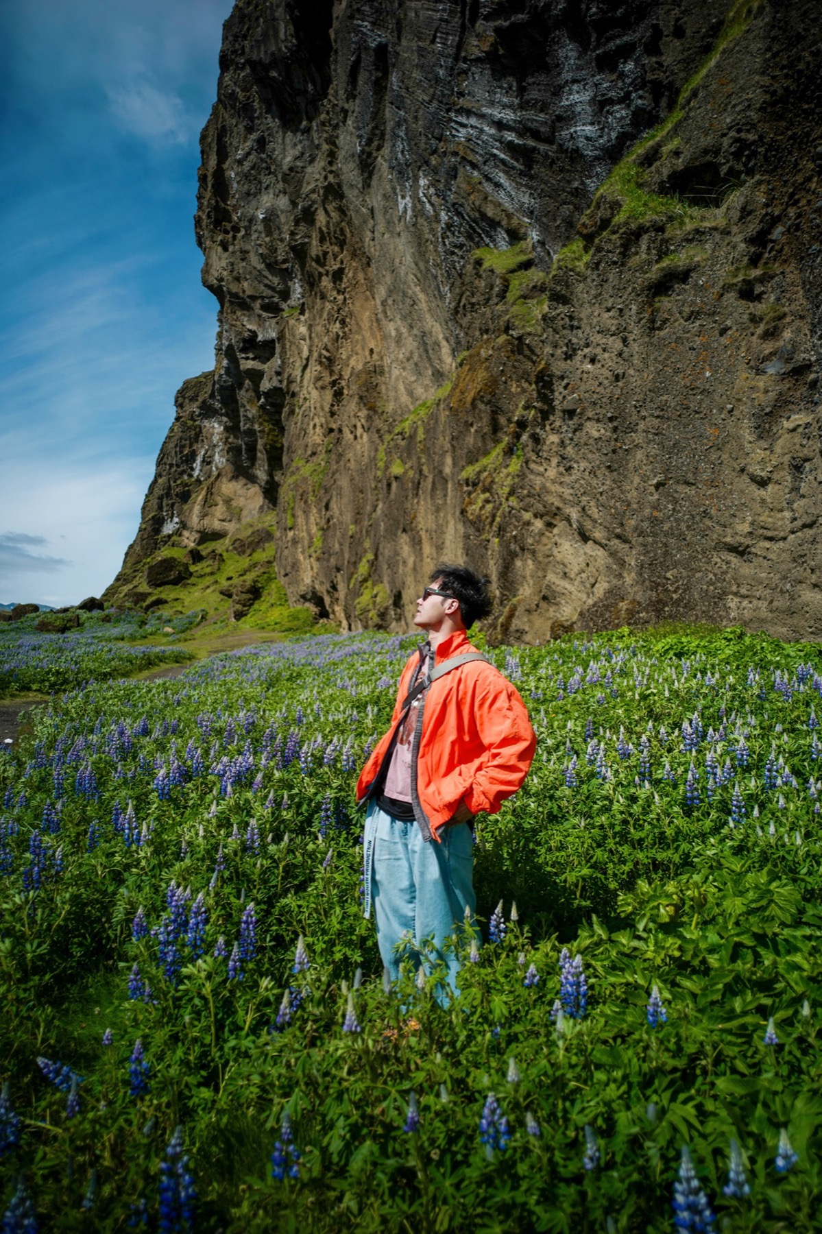 鲁冰花是专门引进冰岛来改善风沙问题的，真会选