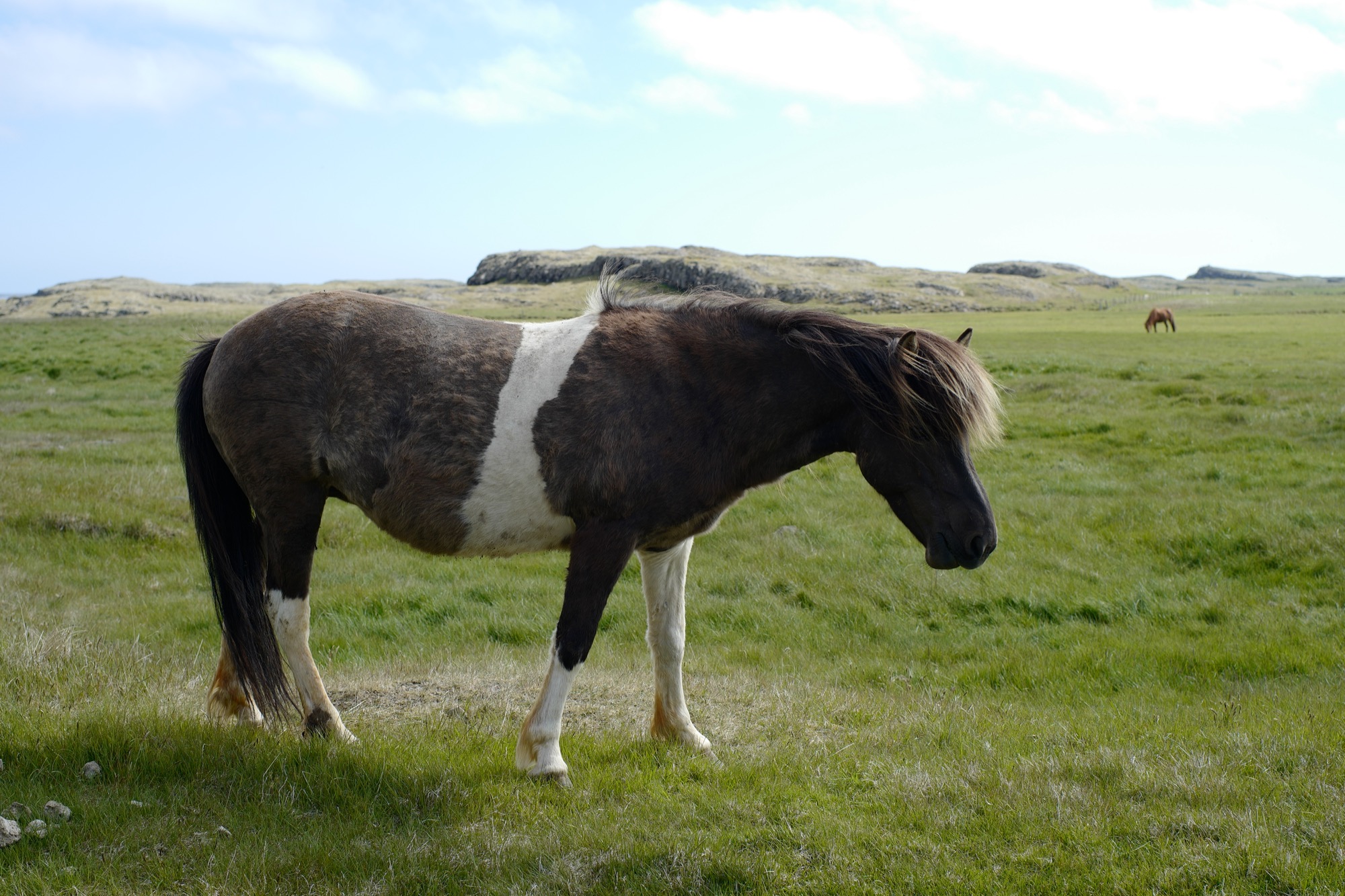 据说这里的马血统都很纯，马匹只准出口不准进口