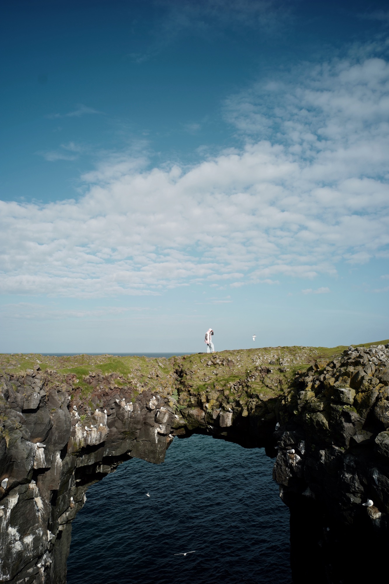 桥下全是海鸥的巢
