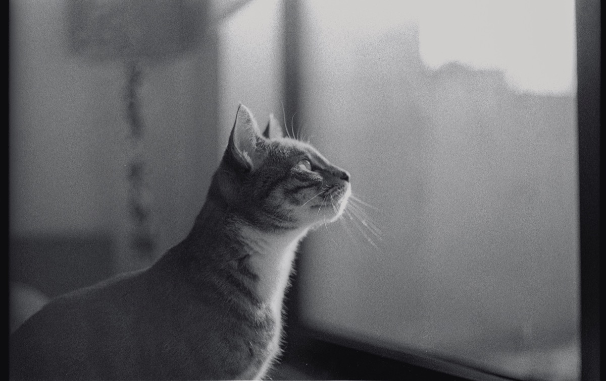 Ilford HP5