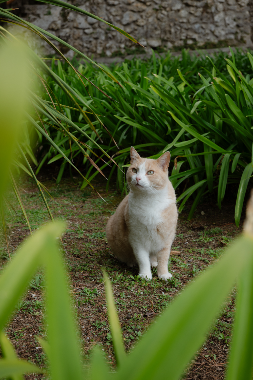 古城里到处都是猫猫